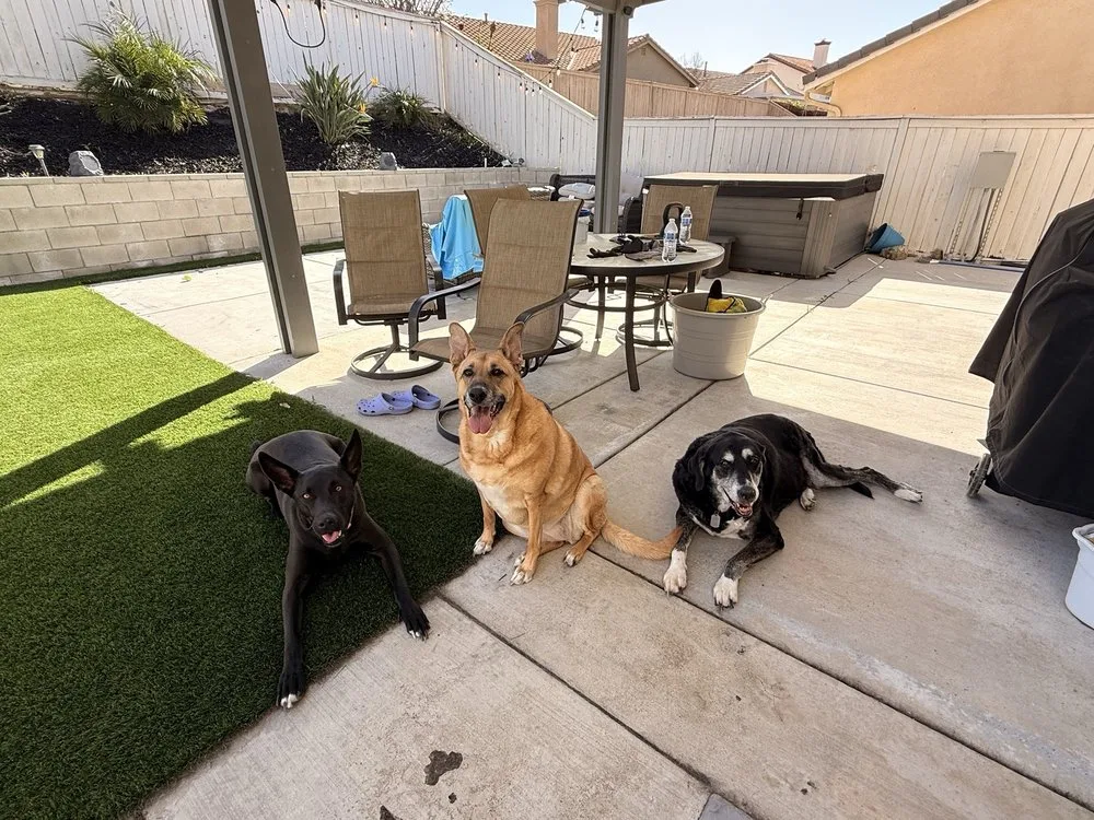 Three dogs resting together on a shaded back patio