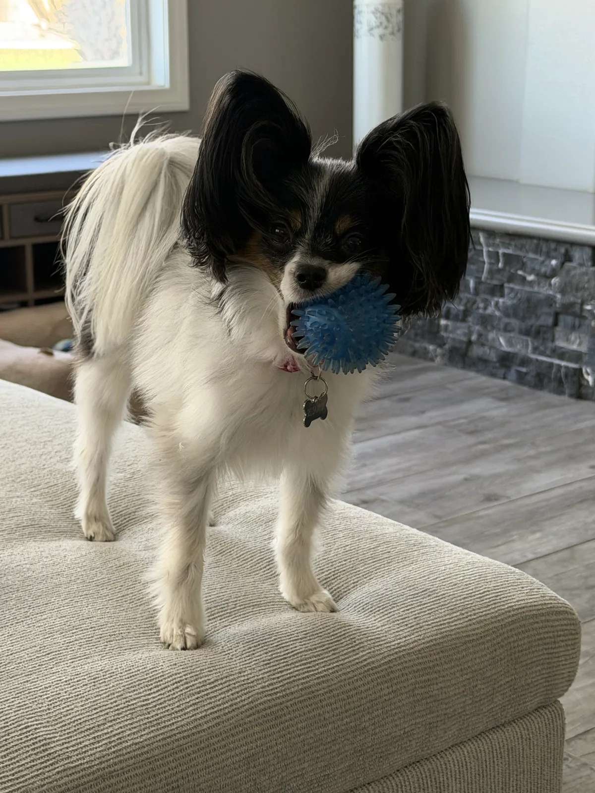 A white papillon with dark butterfly ears standing on a couch cushion holding a blue spiky ball