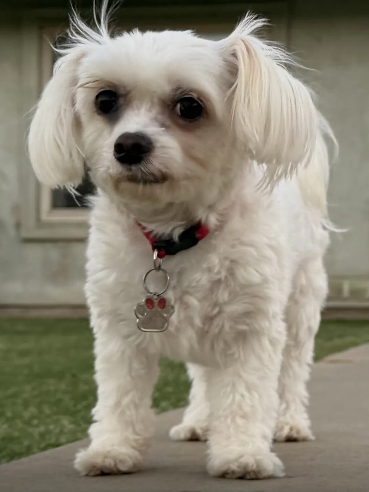 A small white dog in a red collar standing on a garden path