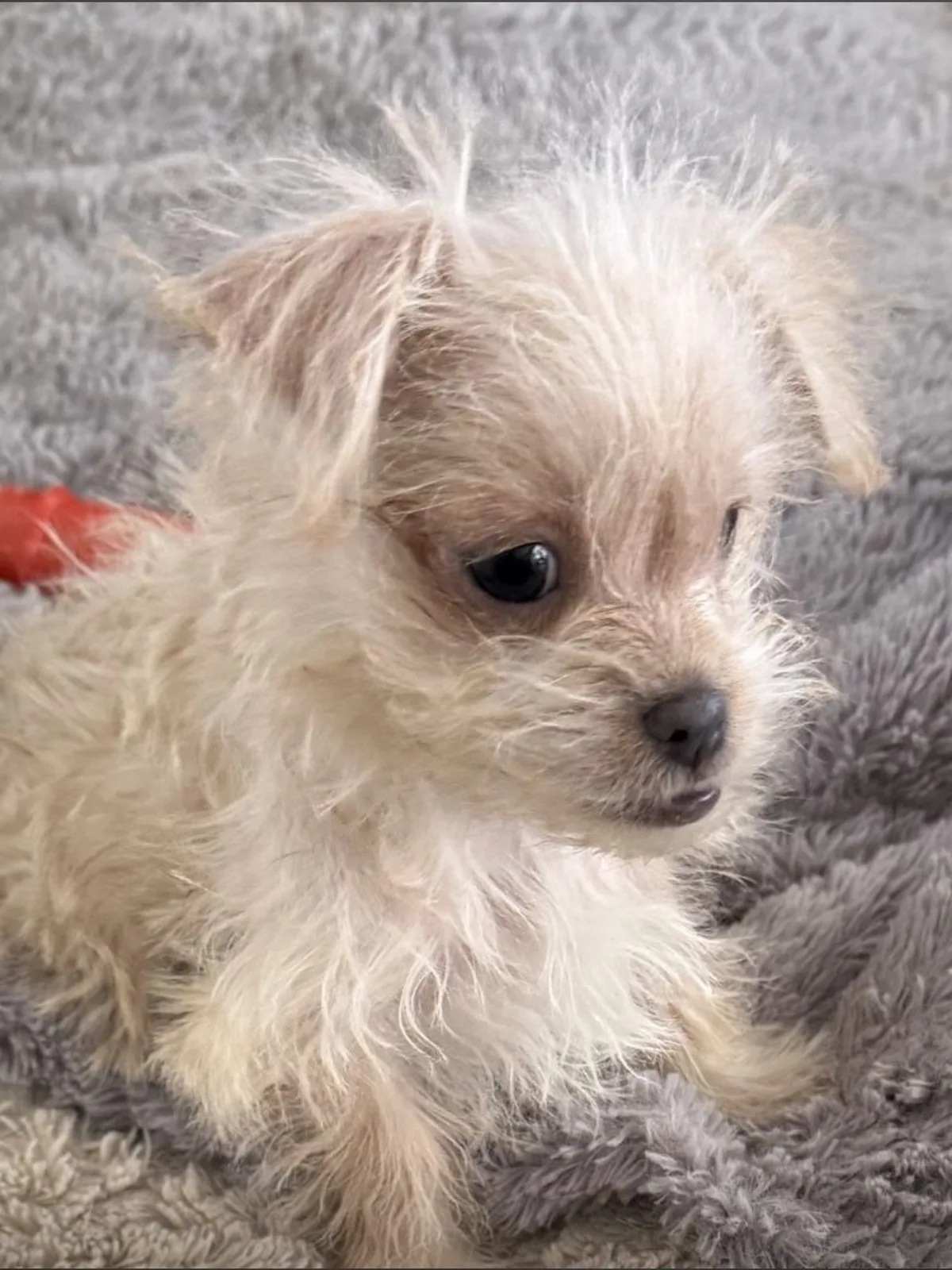 A cream-coloured terrier puppy curled up on a soft grey blanket